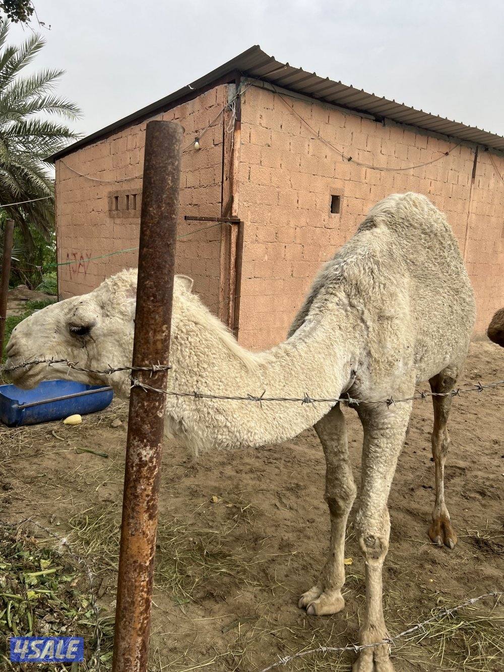 للبيع قعود وناقه المكان الوفره4