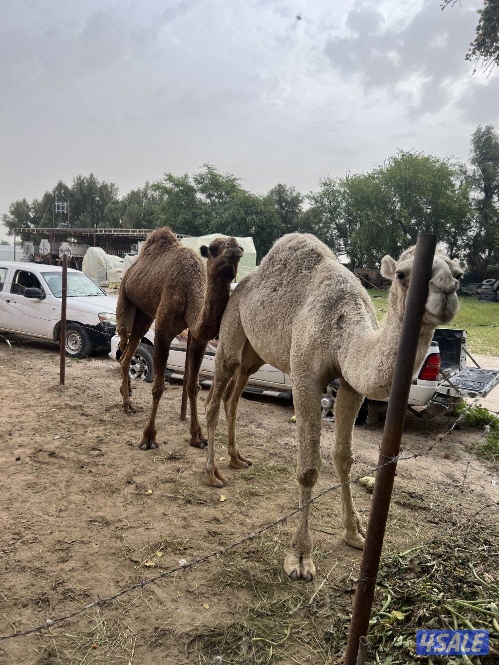للبيع قعود وناقه المكان الوفره5
