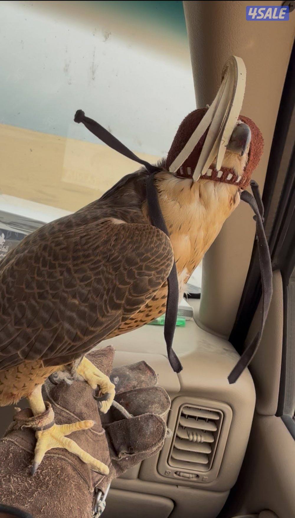 للبيع شيهانه جبليه صايده كراوين ودحل وطيور بحر وملواح1