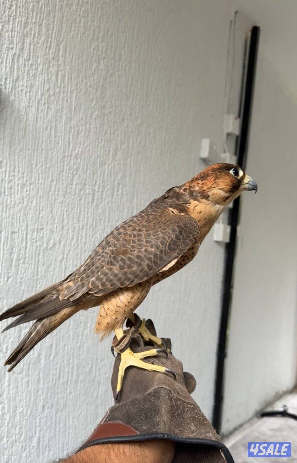 للبيع شيهانه جبليه صايده كراوين ودحل وطيور بحر وملواح2