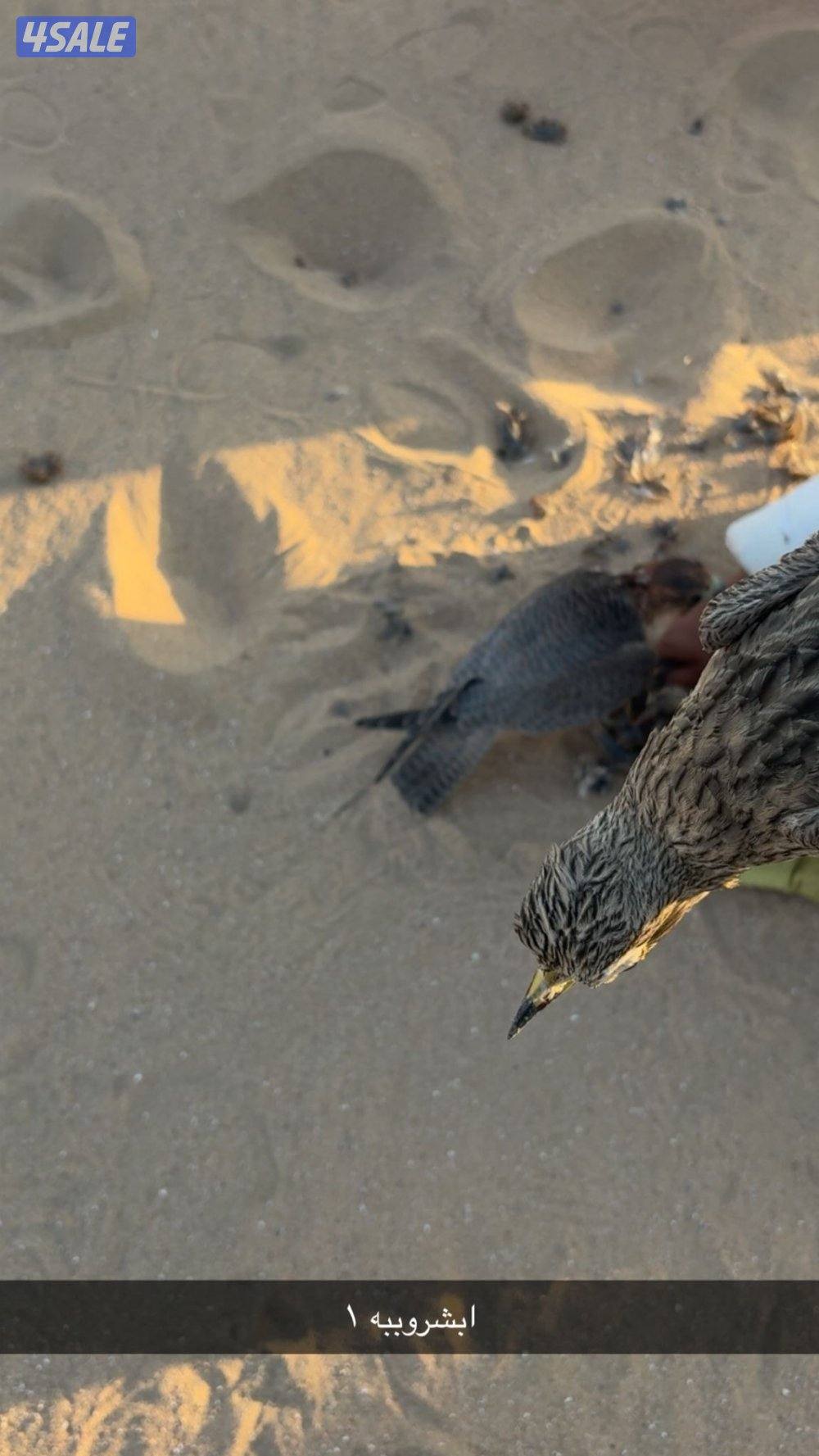 للبيع شيهانه جبليه صايده كراوين ودحل وطيور بحر وملواح3
