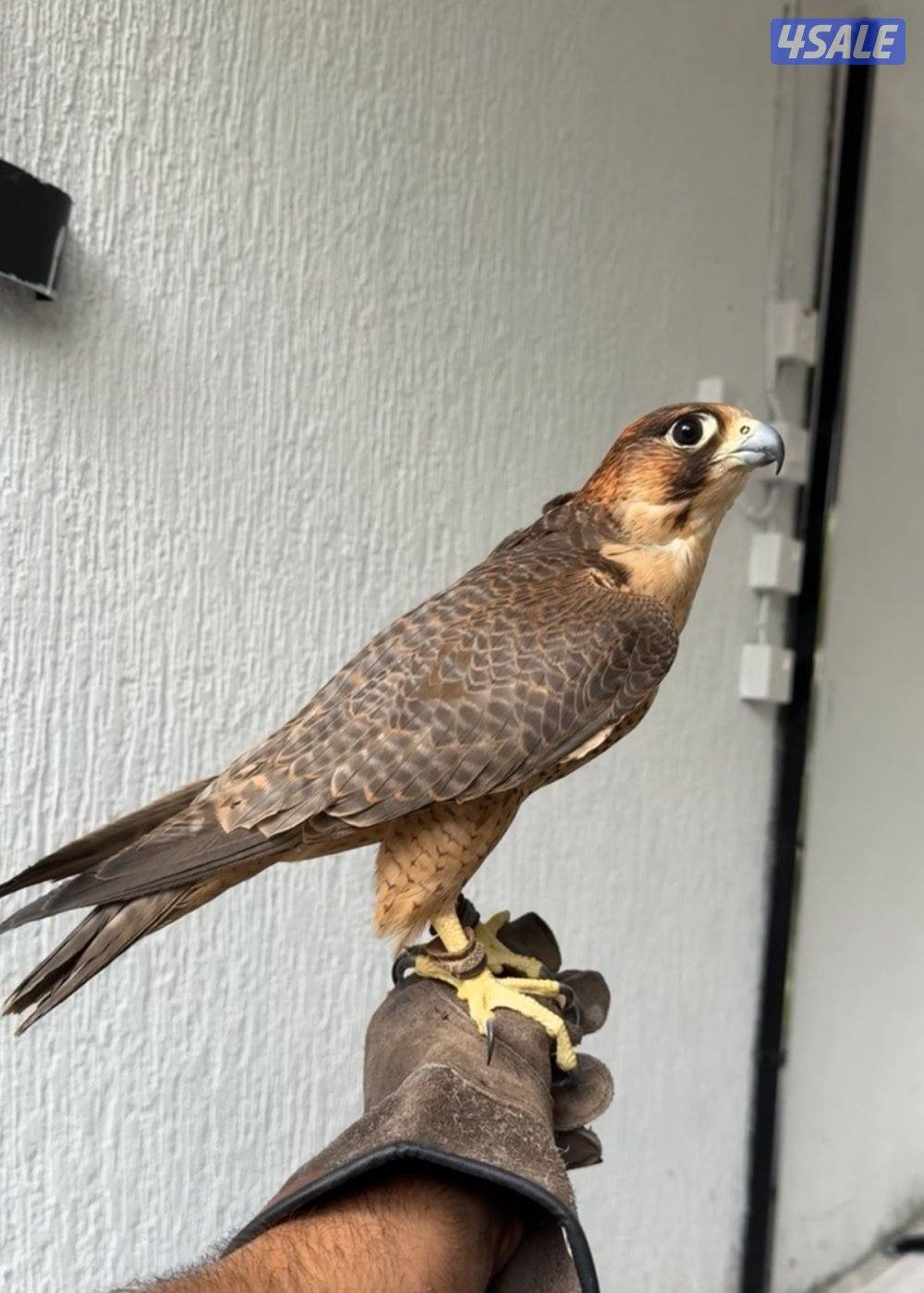 للبيع شيهانه جبليه صايده كراوين ودحل وطيور بحر وملواح4