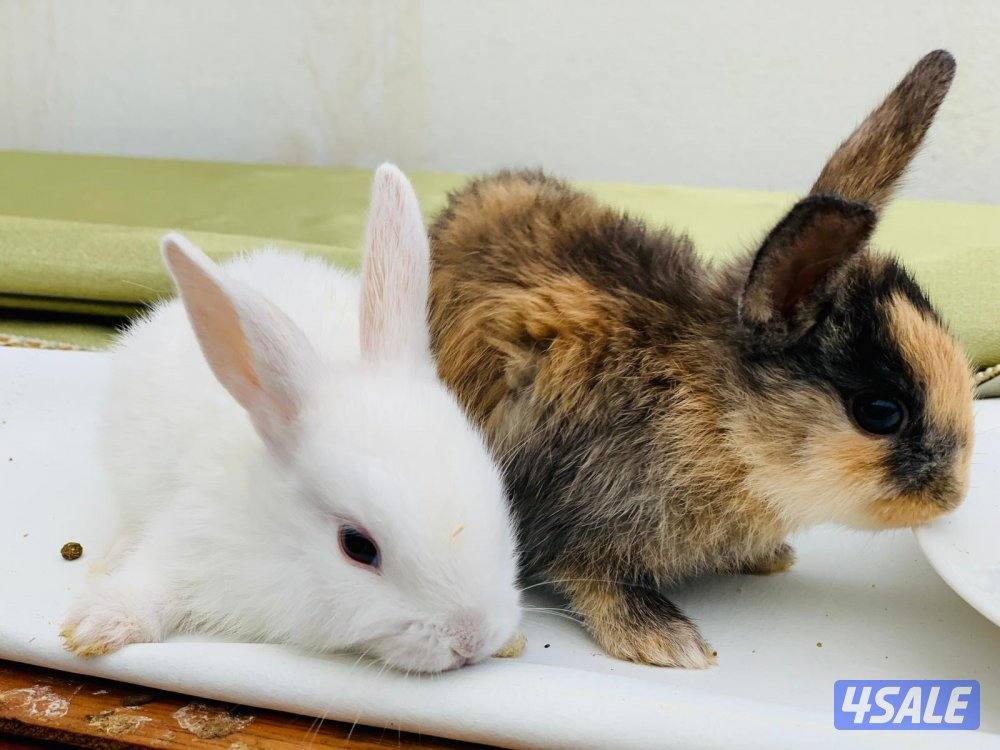 للبيع ارانب فرنسية صغار 🐰4