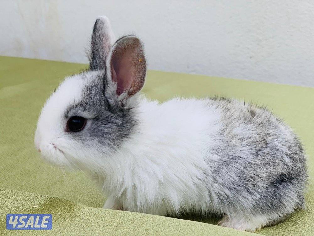 للبيع ارانب فرنسية صغار 🐰1