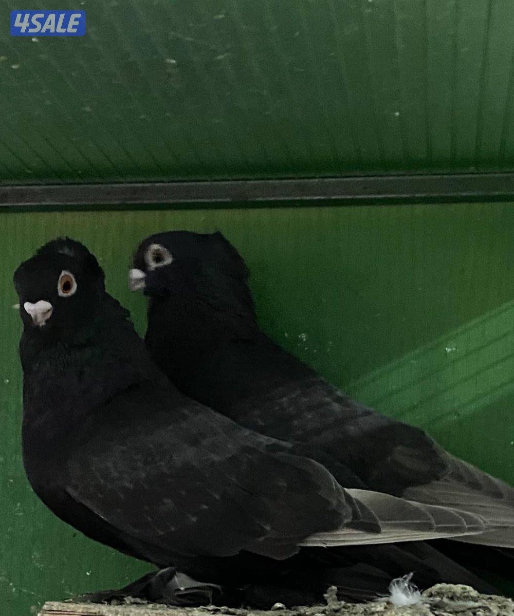 للبيع 4 أزواج حب الرمان إنجليزي0