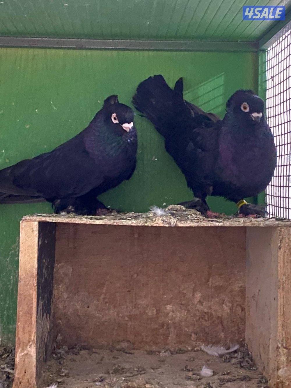 للبيع 4 أزواج حب الرمان إنجليزي1