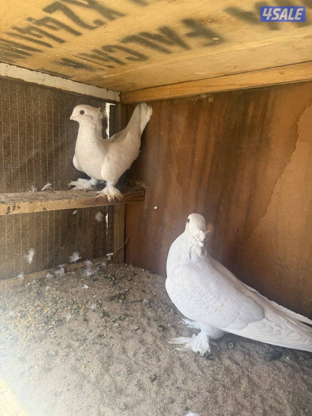 للبيع 4 أزواج حب الرمان إنجليزي2