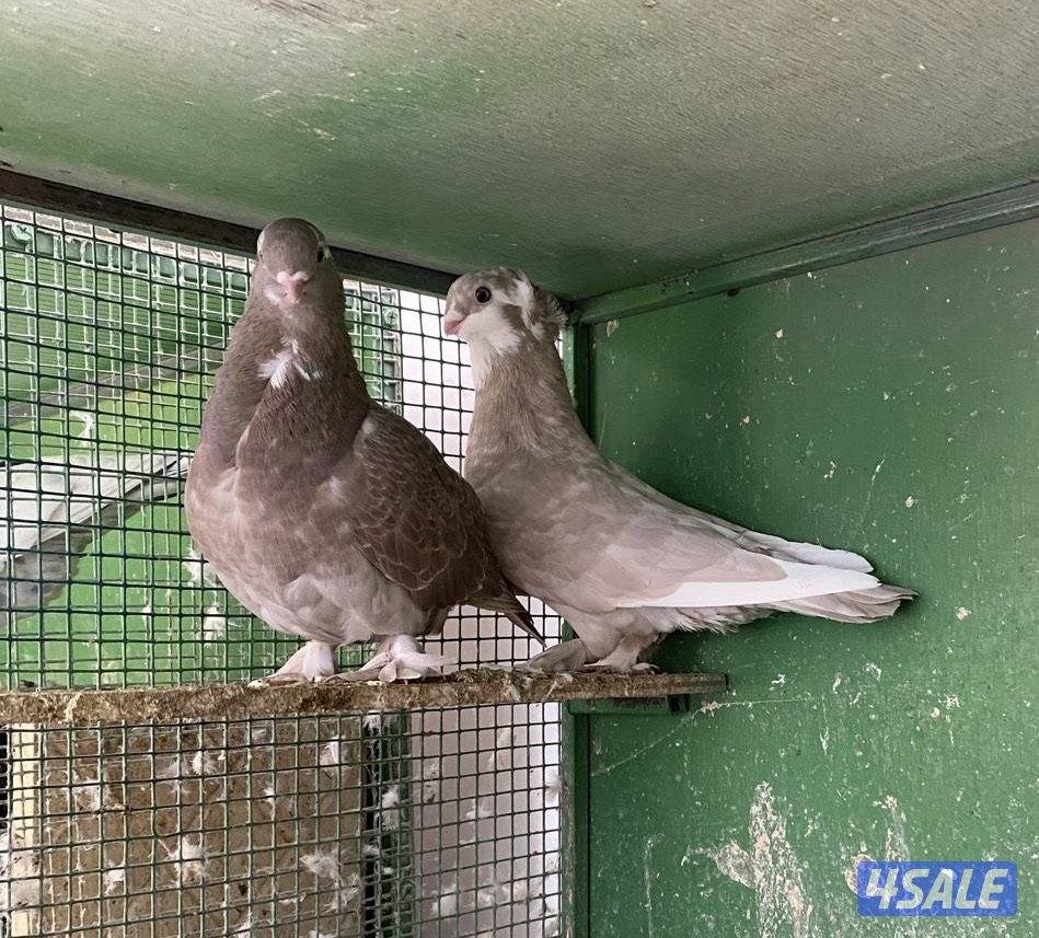 للبيع 4 أزواج حب الرمان إنجليزي3