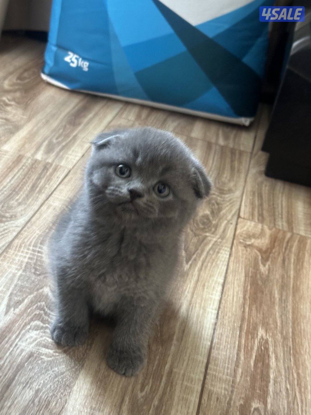 للبيع سكوتش فولد0