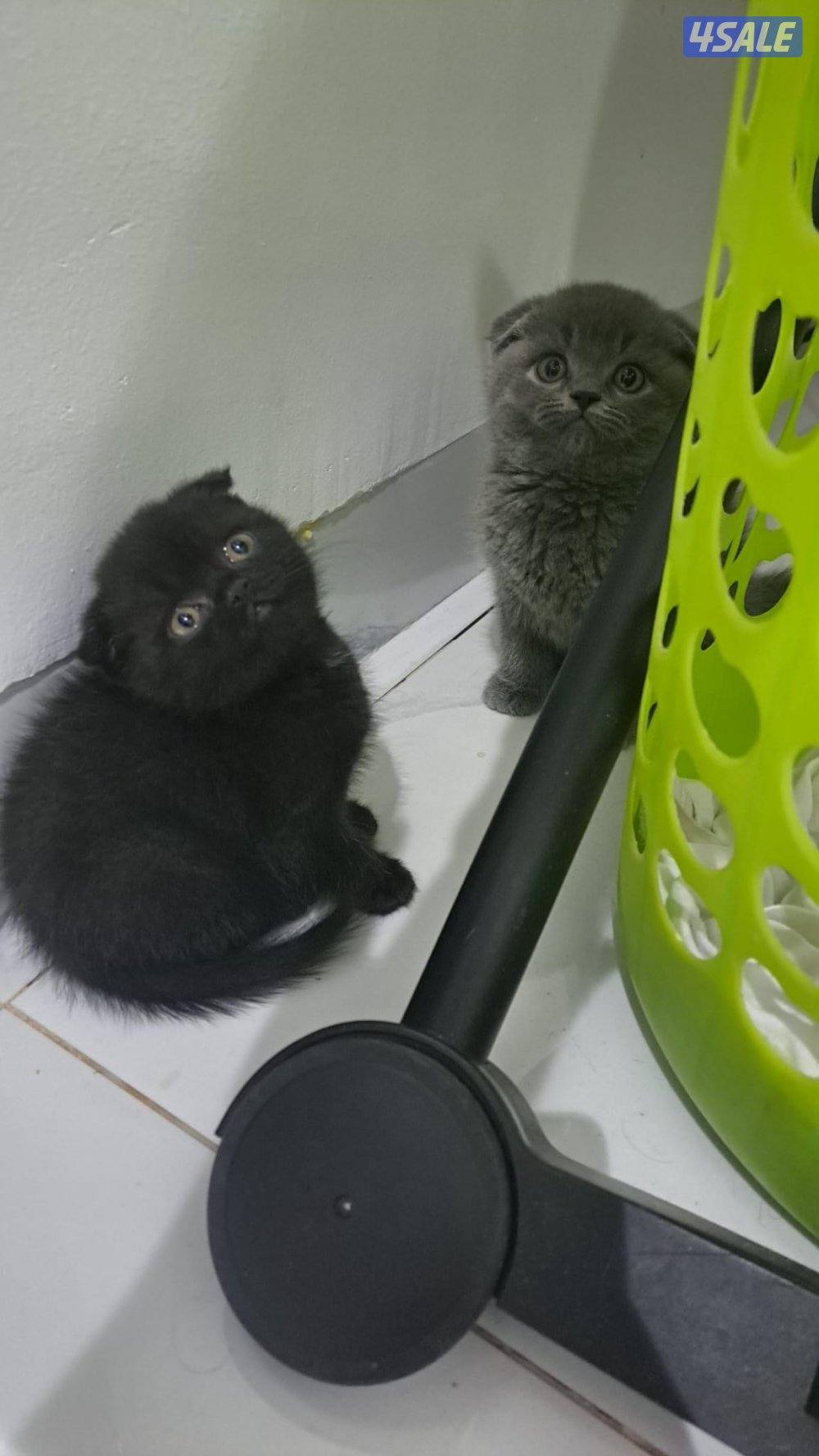 للبيع سكوتش فولد1