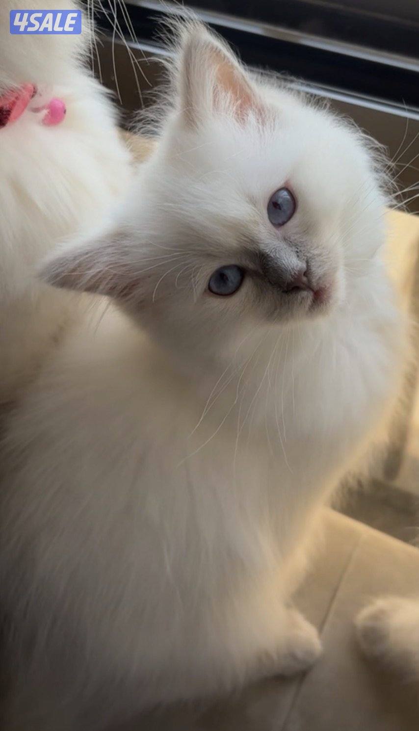 Ragdoll x Persian0