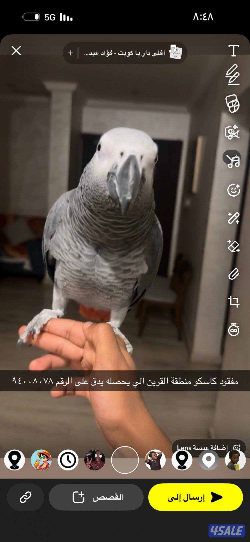 مفقود كاسكو0