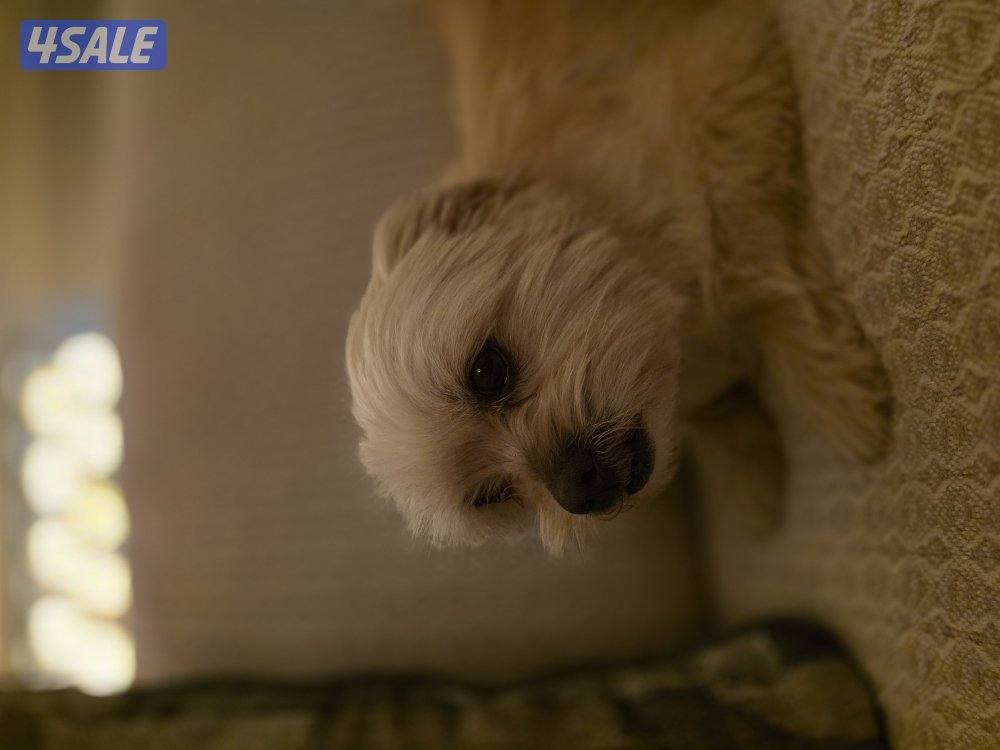 كلب مالتيز ذكر0