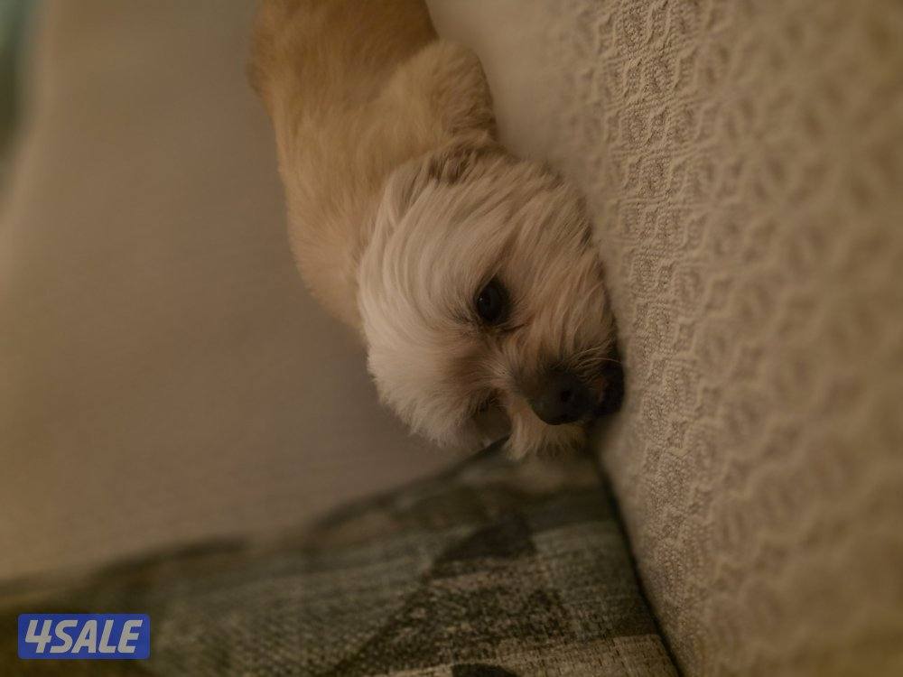 كلب مالتيز ذكر1