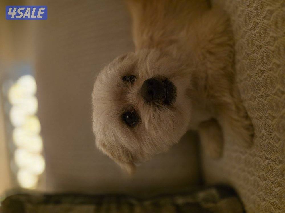 كلب مالتيز ذكر2