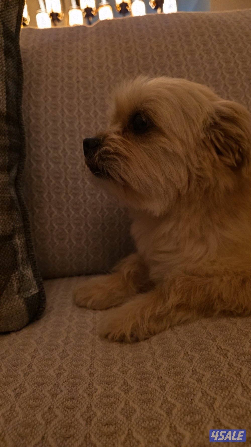 كلب مالتيز ذكر3