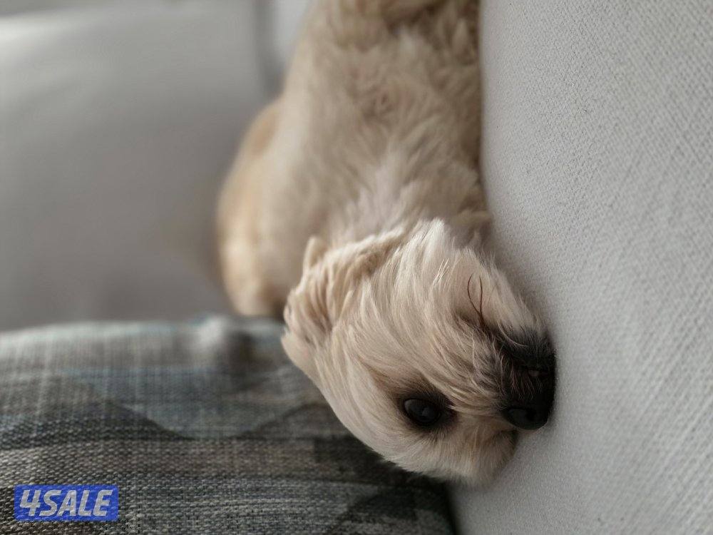 كلب مالتيز ذكر4