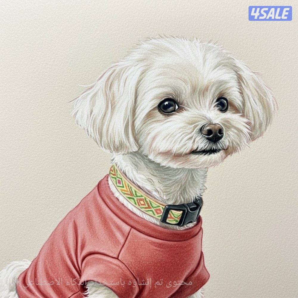 كلب مالتيز ذكر5