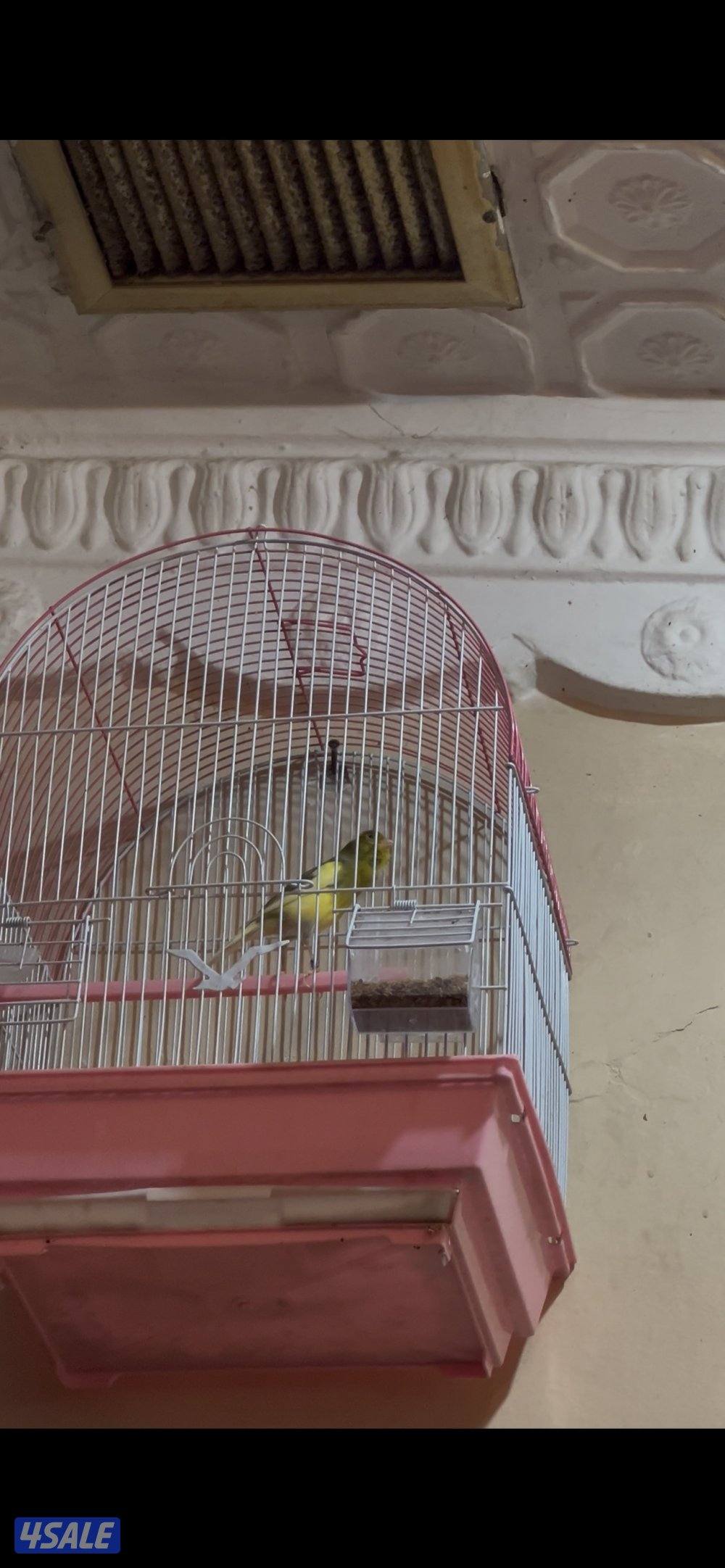 كناري تيمبرادو ديسكنتنيو للبيع0