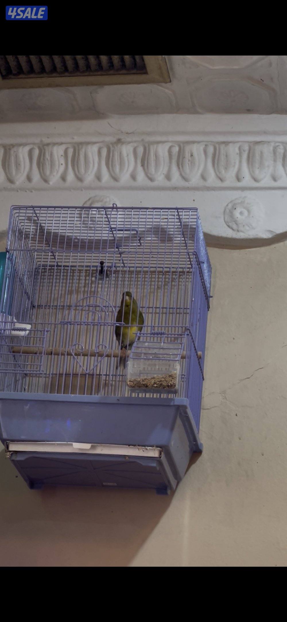 كناري تيمبرادو ديسكنتنيو للبيع1