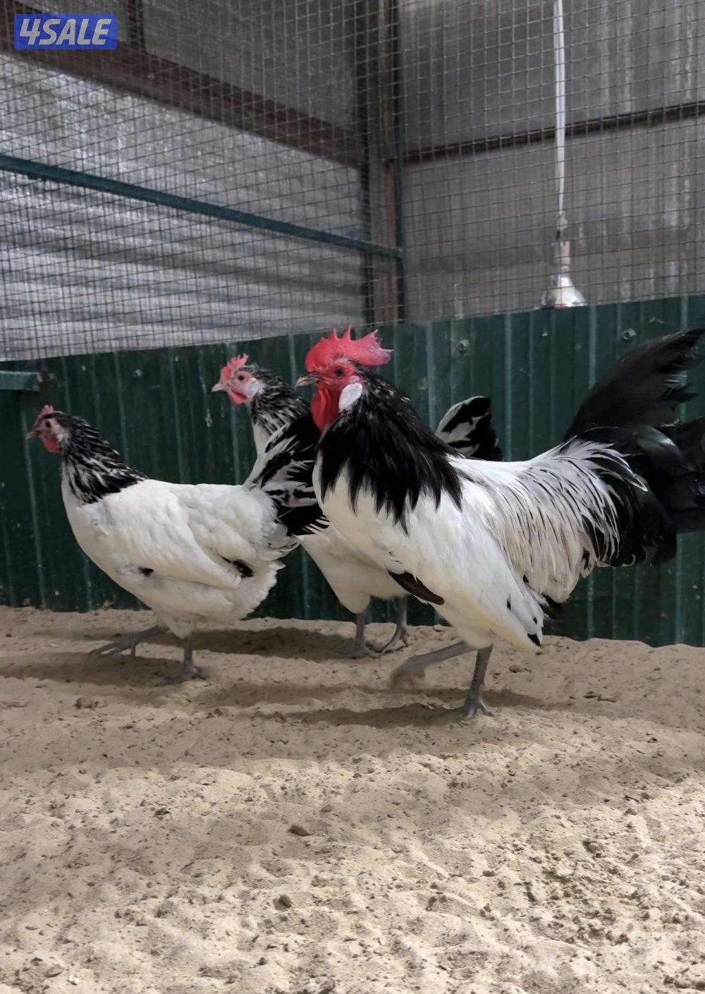 مجموعة لاكن فلدر ديك ودجاجتين0