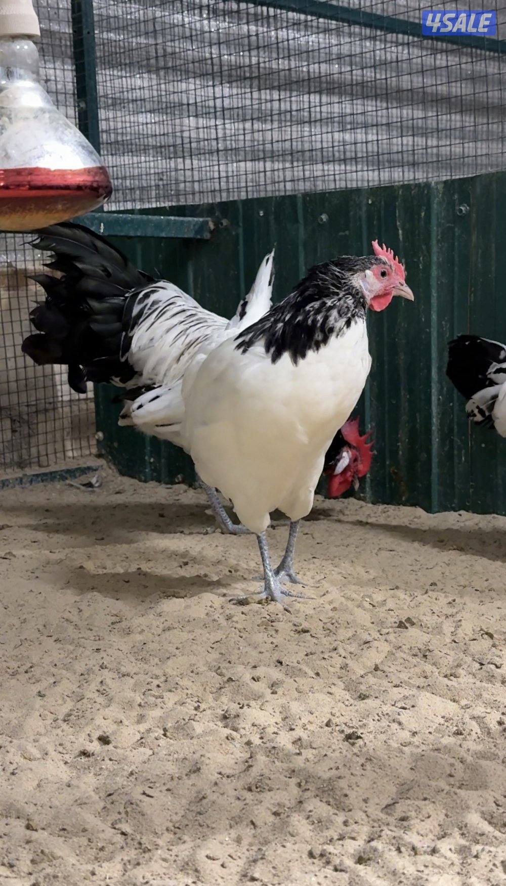 مجموعة لاكن فلدر ديك ودجاجتين1