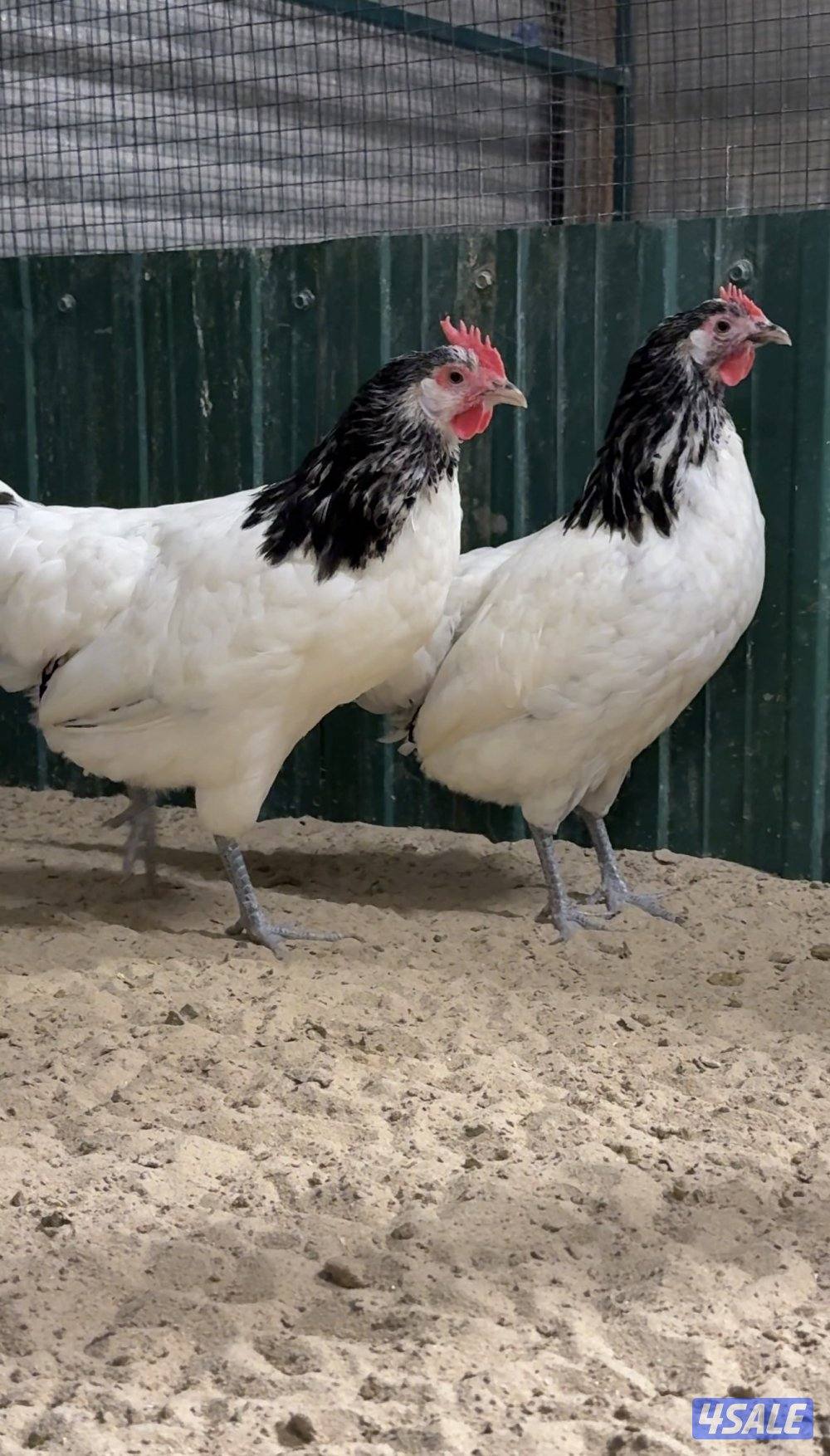 مجموعة لاكن فلدر ديك ودجاجتين2