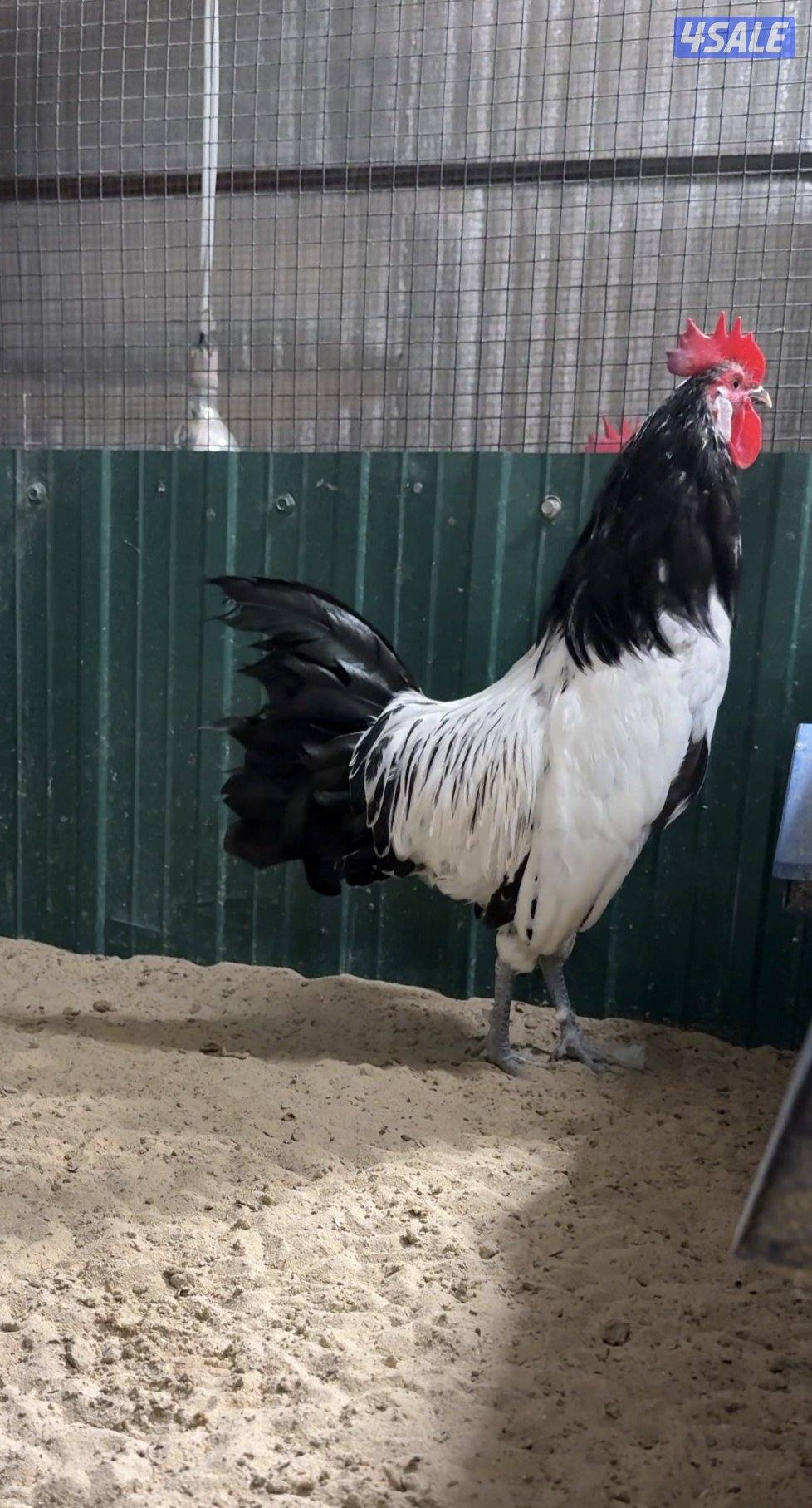 مجموعة لاكن فلدر ديك ودجاجتين3