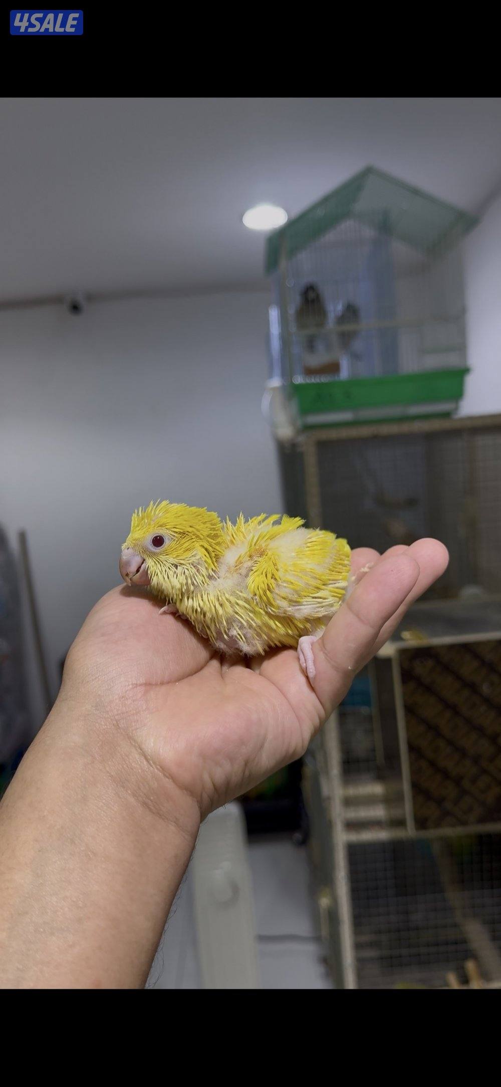 🐣طيور ناطقة🐣1