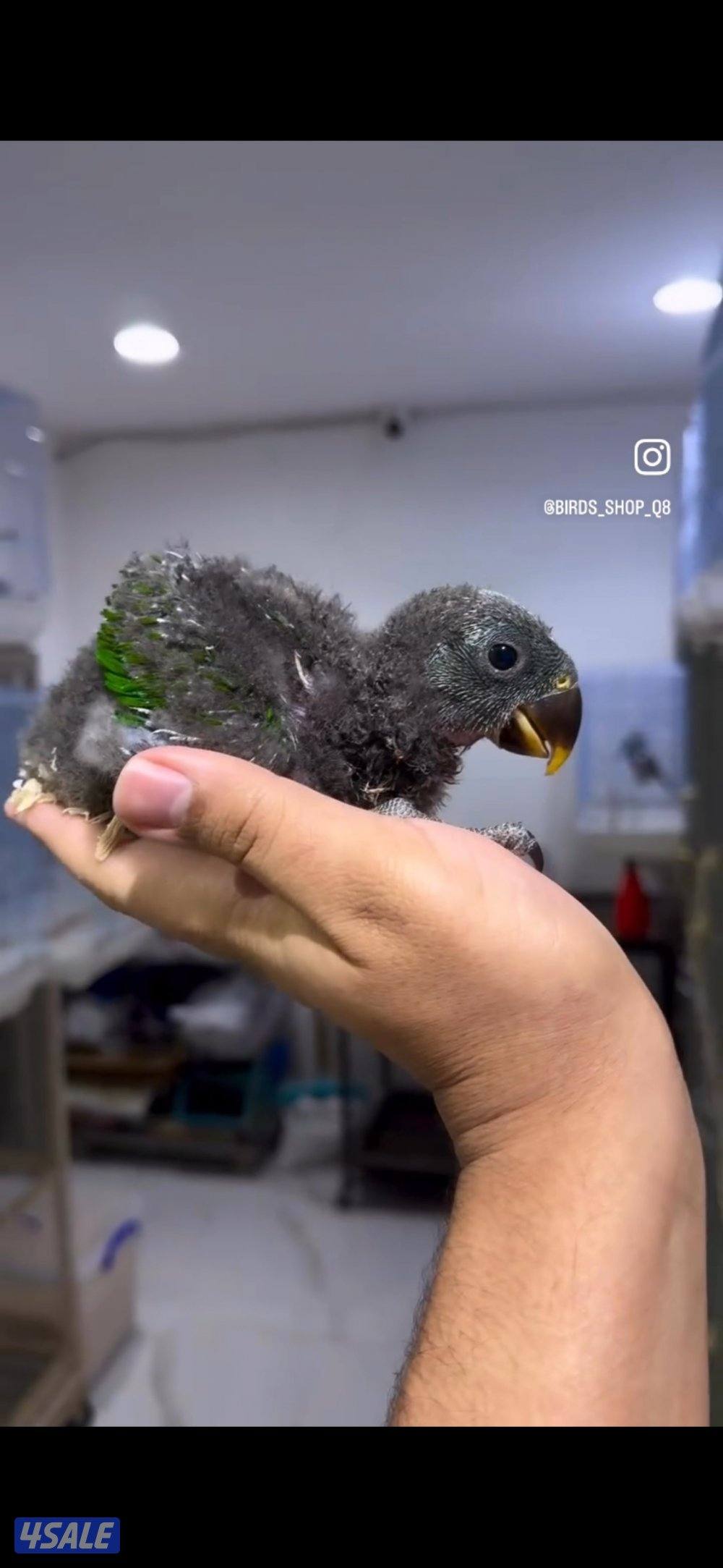 🐣طيور ناطقة🐣3