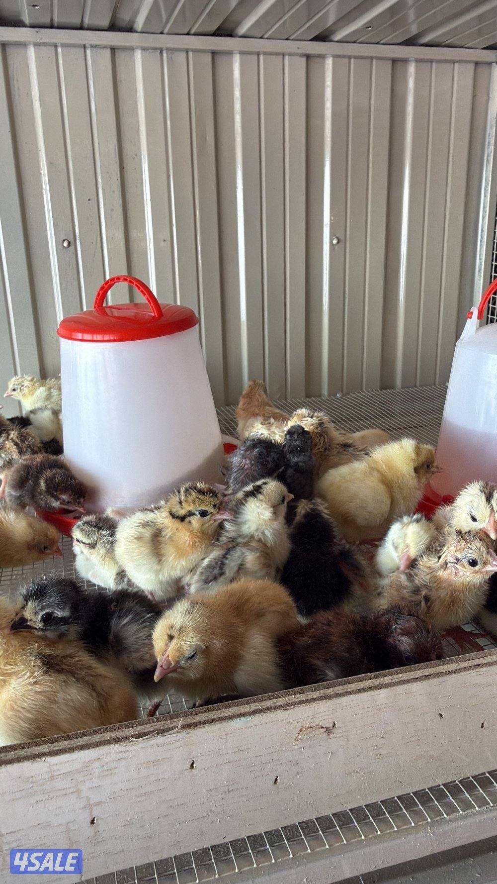 كتاكيت العدد مفتوح . عربي0