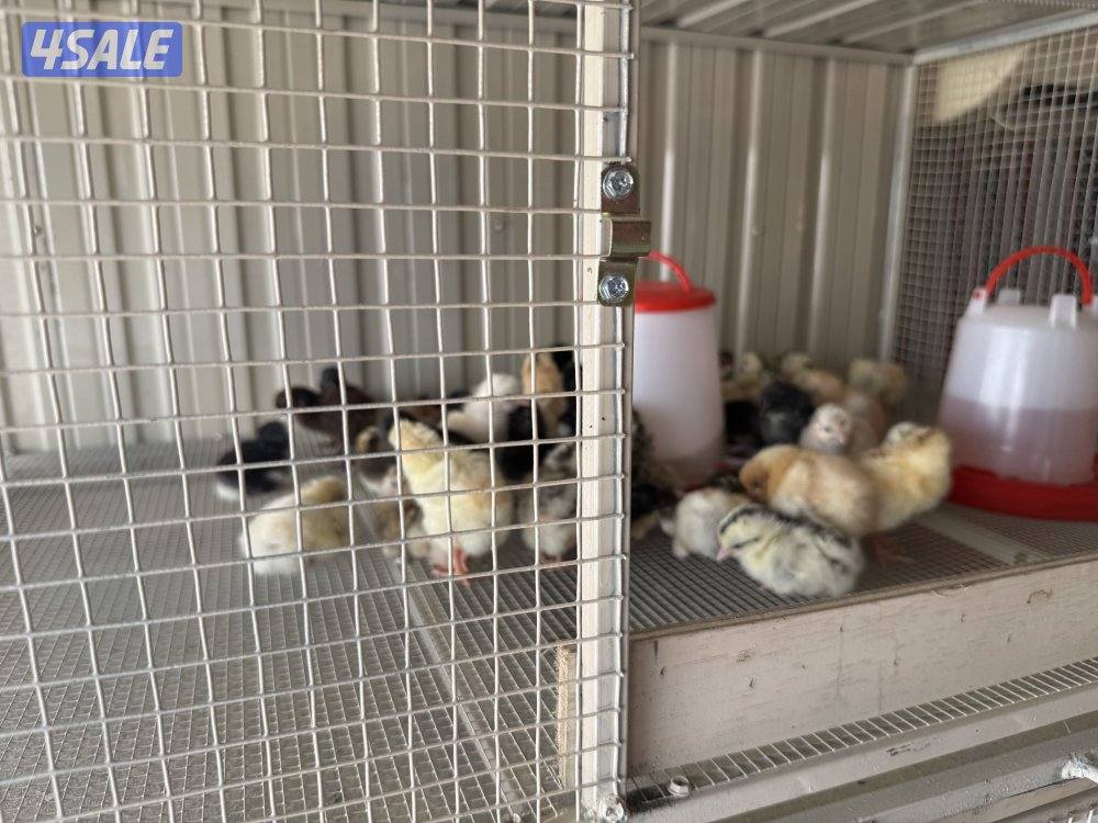 كتاكيت العدد مفتوح . عربي1