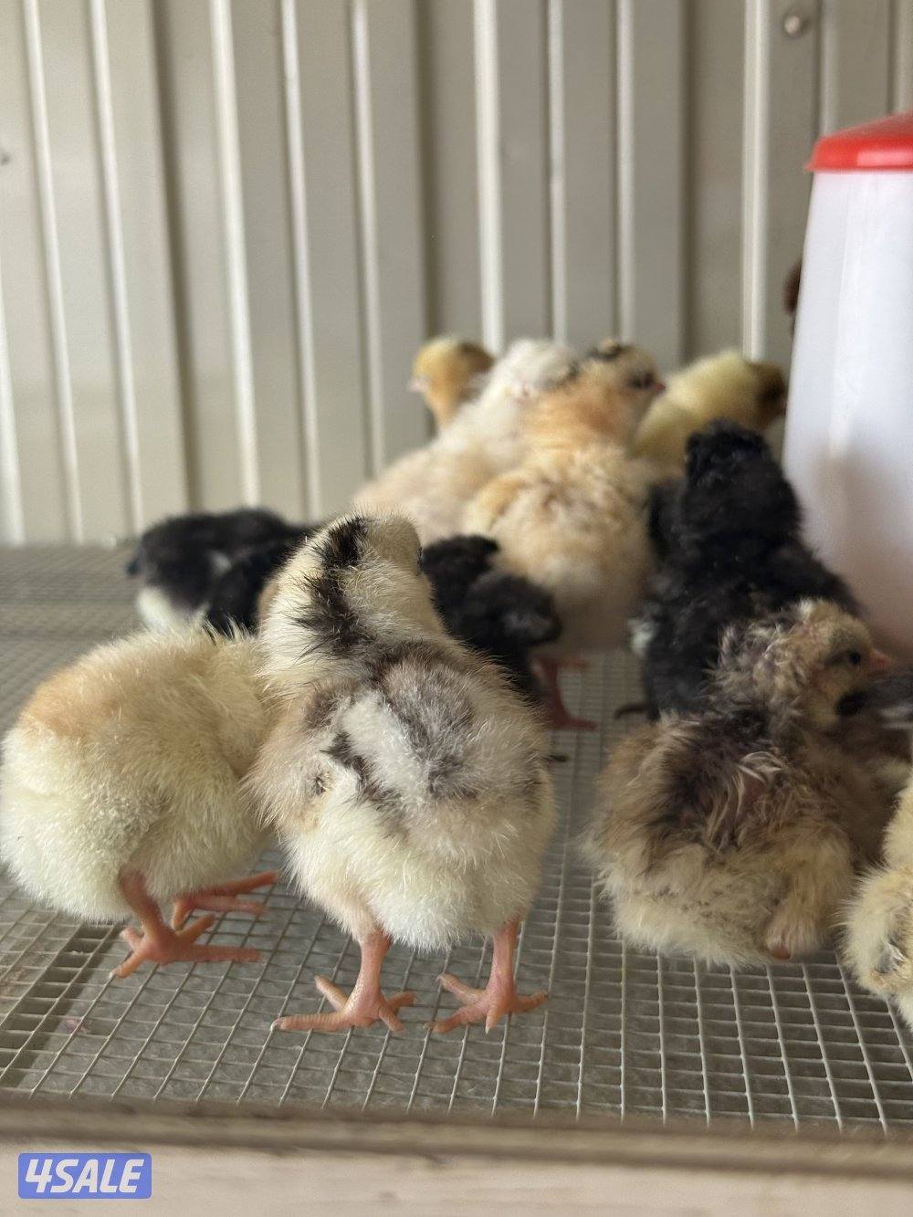 كتاكيت العدد مفتوح . عربي3