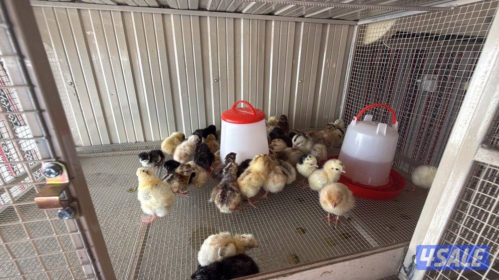 كتاكيت العدد مفتوح . عربي2