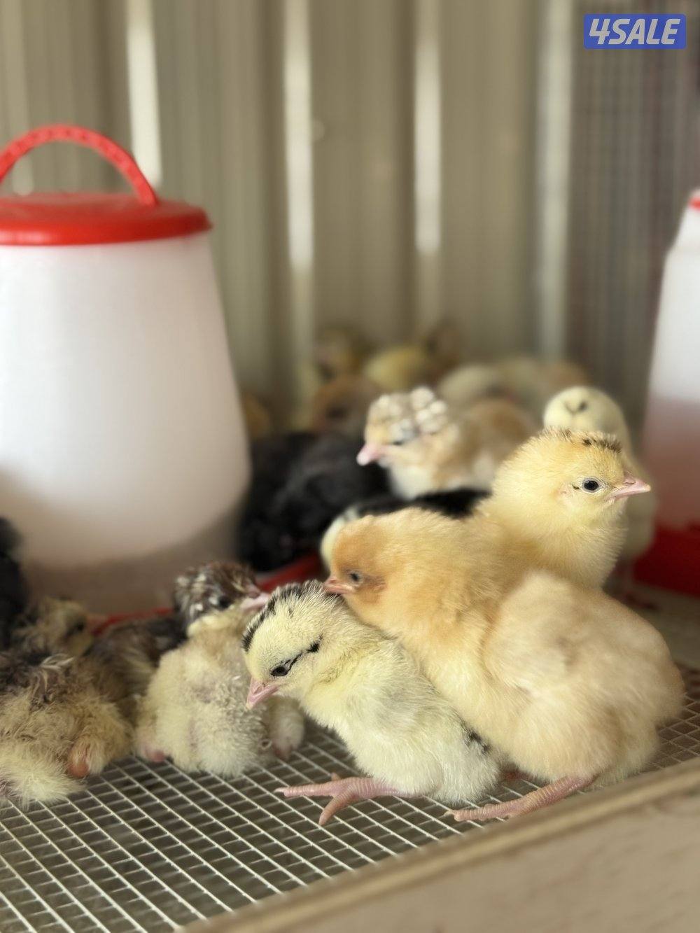 كتاكيت العدد مفتوح . عربي4