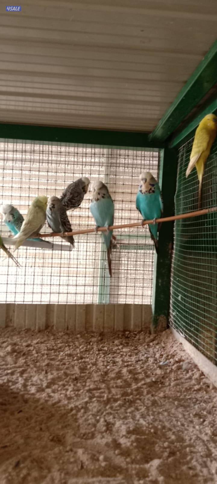 طيور حب + لاحم1