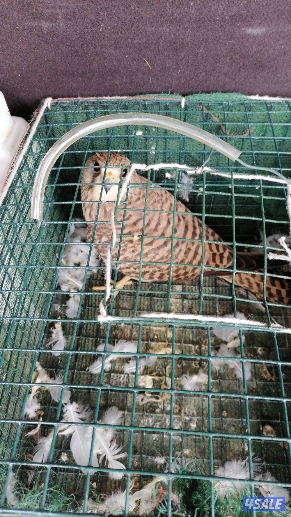 للبيع طير معاه دس وبرقع وسبوق السعر ١٢ دينار0