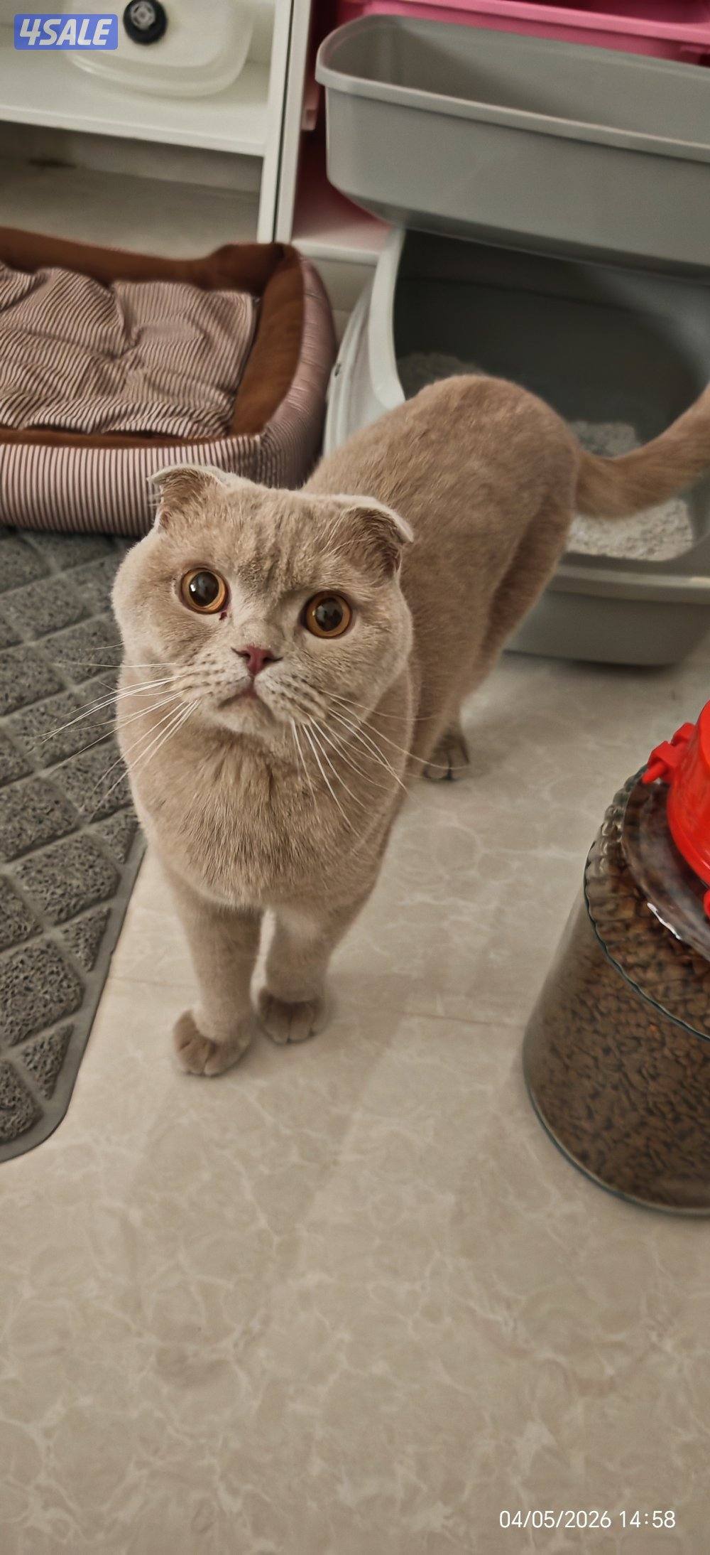 شمال غرب صليبيخات1