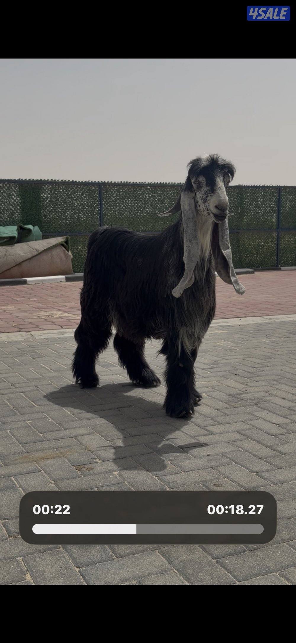 جذع عارضي اربش خصم الخصم0