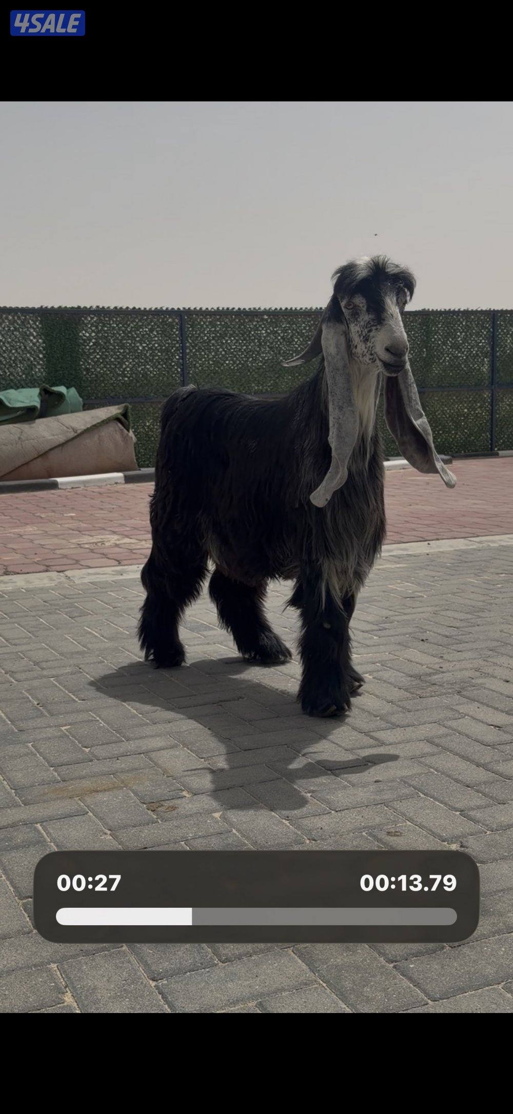 جذع عارضي اربش خصم الخصم1