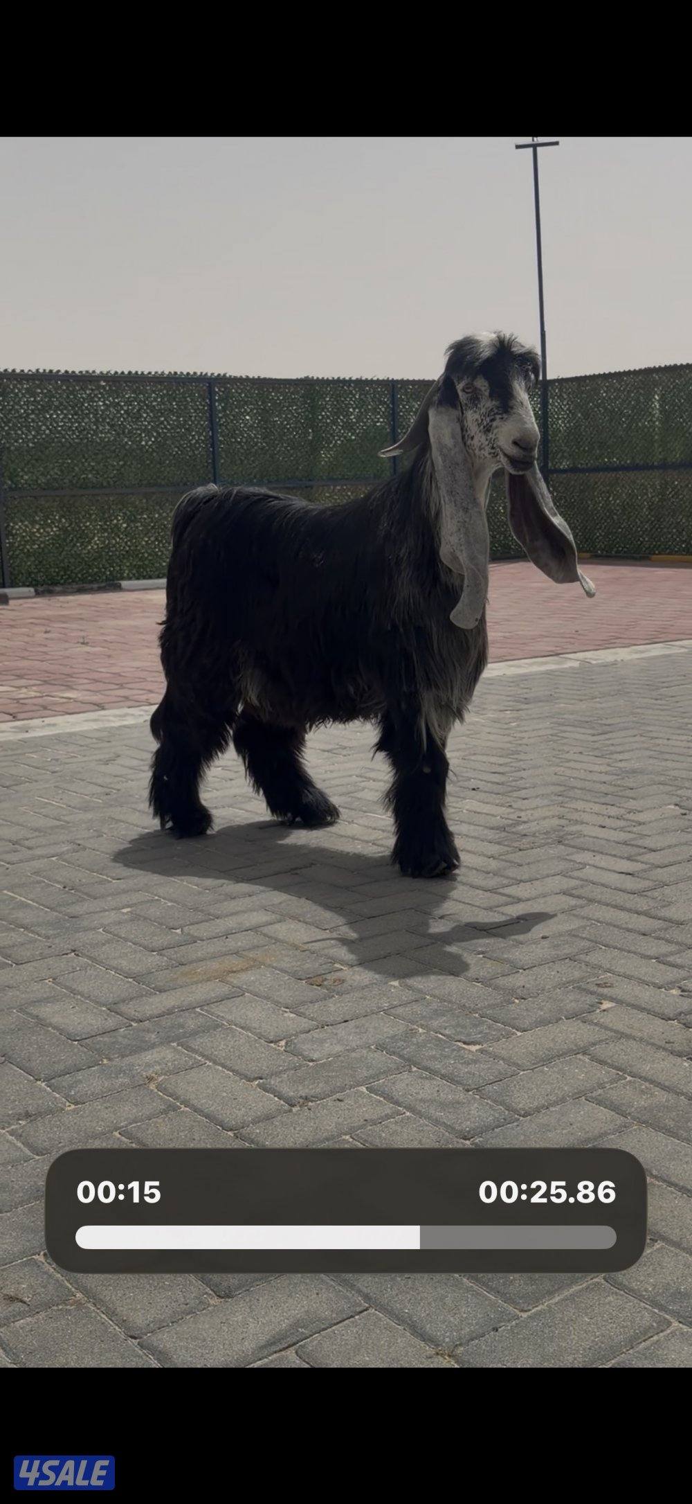 جذع عارضي اربش خصم الخصم2