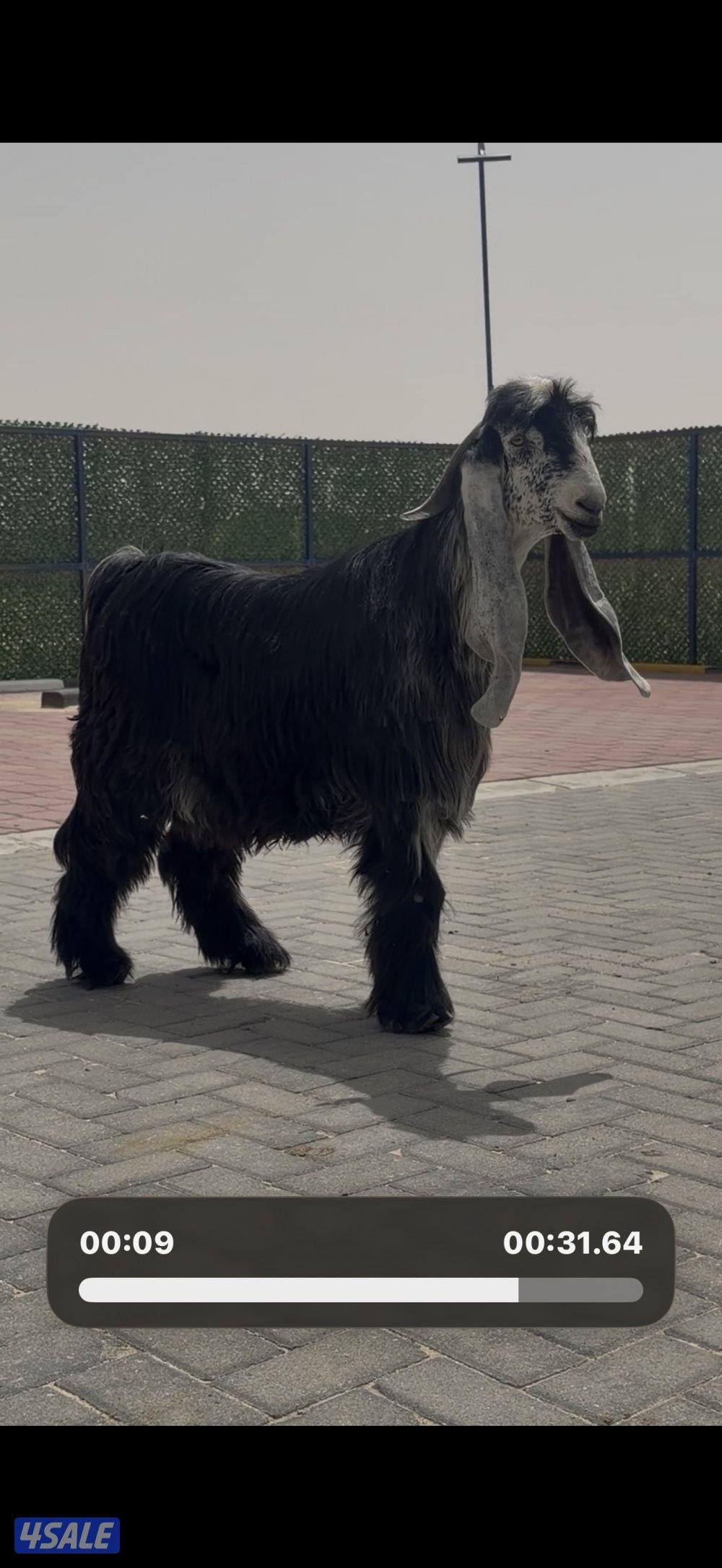 جذع عارضي اربش خصم الخصم3