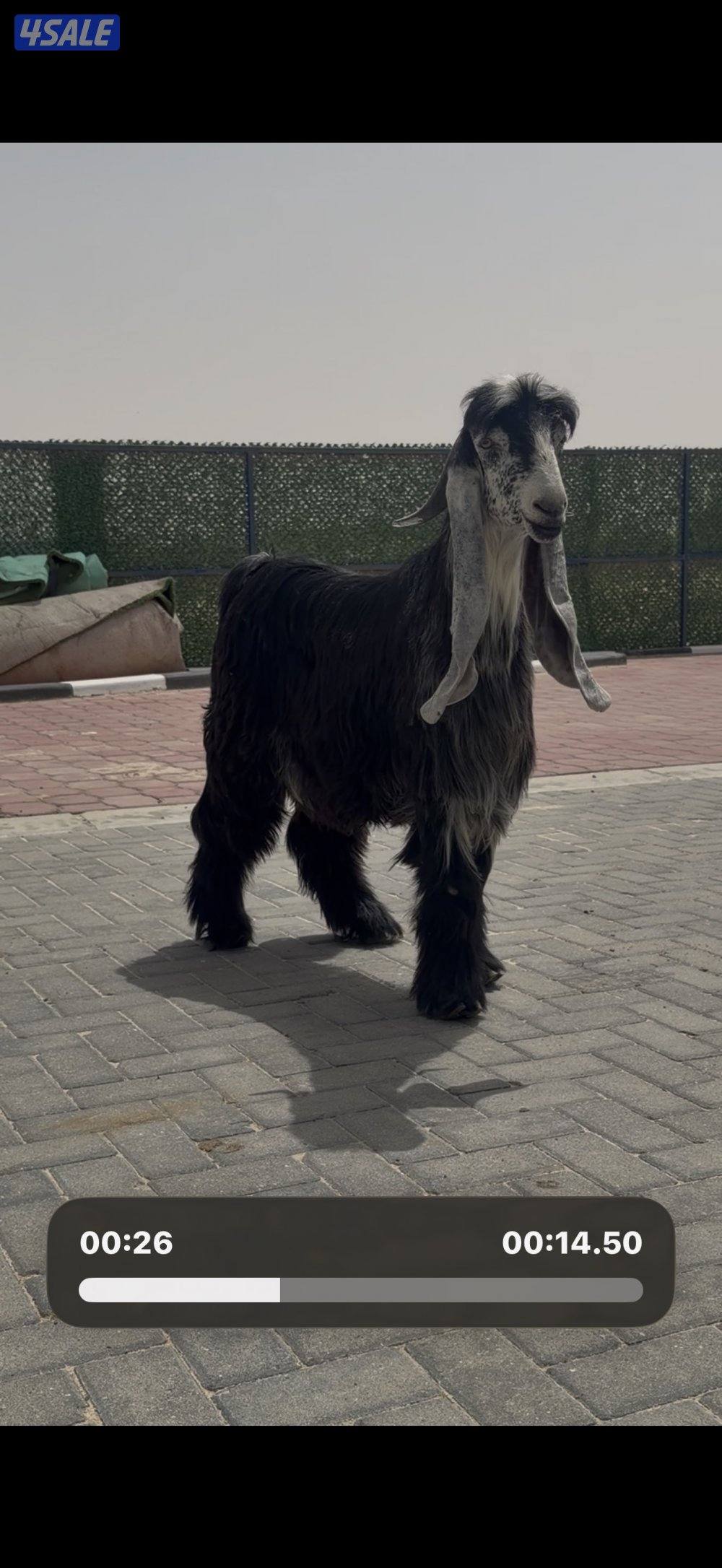 جذع عارضي اربش خصم الخصم4