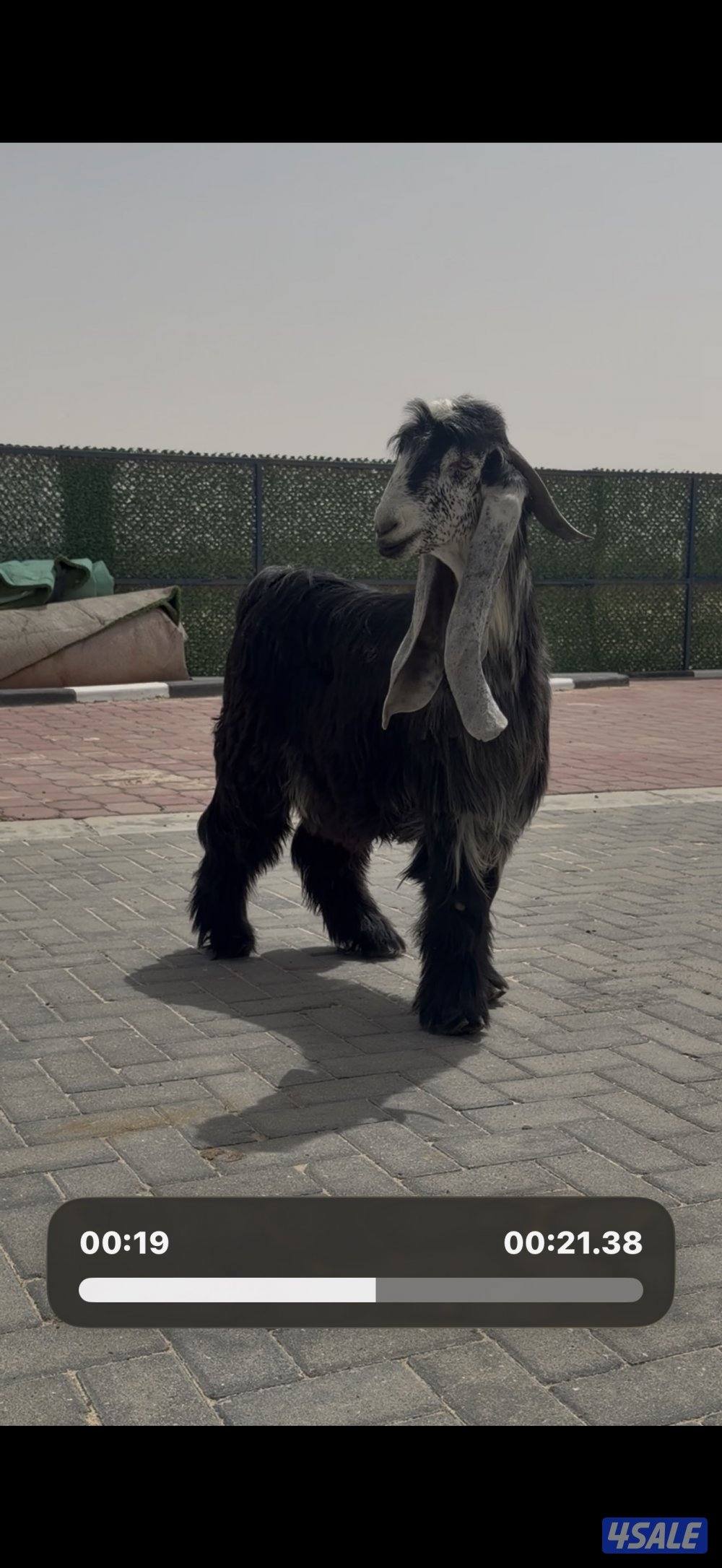 جذع عارضي اربش خصم الخصم5