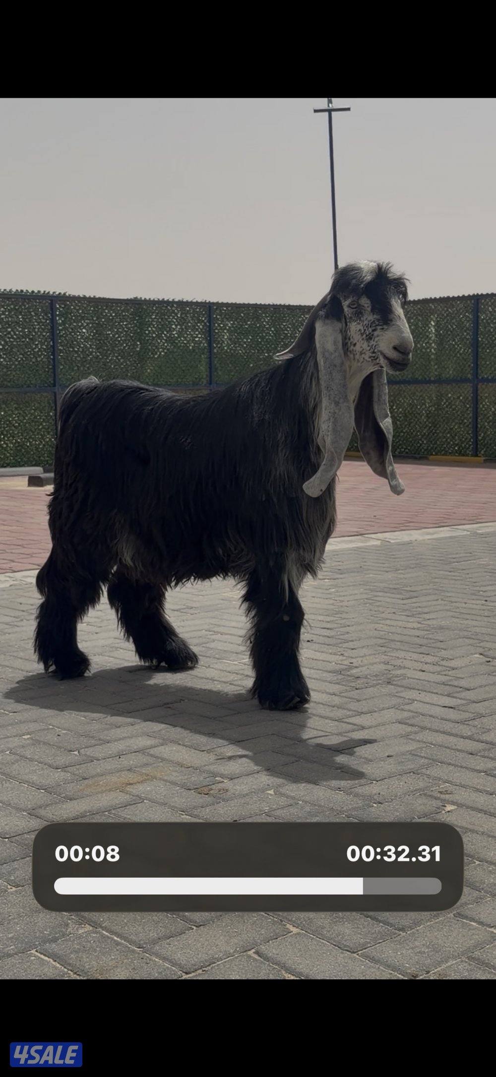 جذع عارضي اربش خصم الخصم6