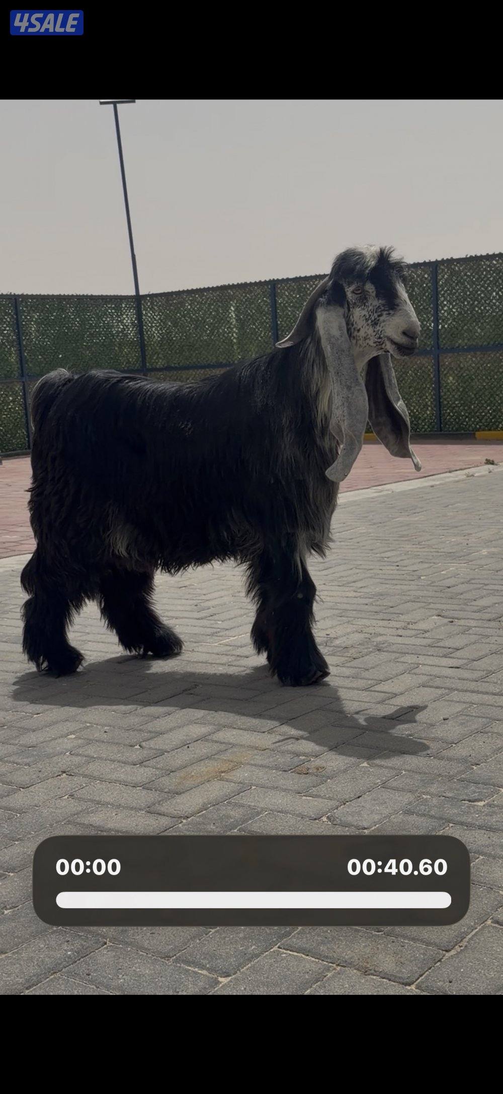 جذع عارضي اربش خصم الخصم7