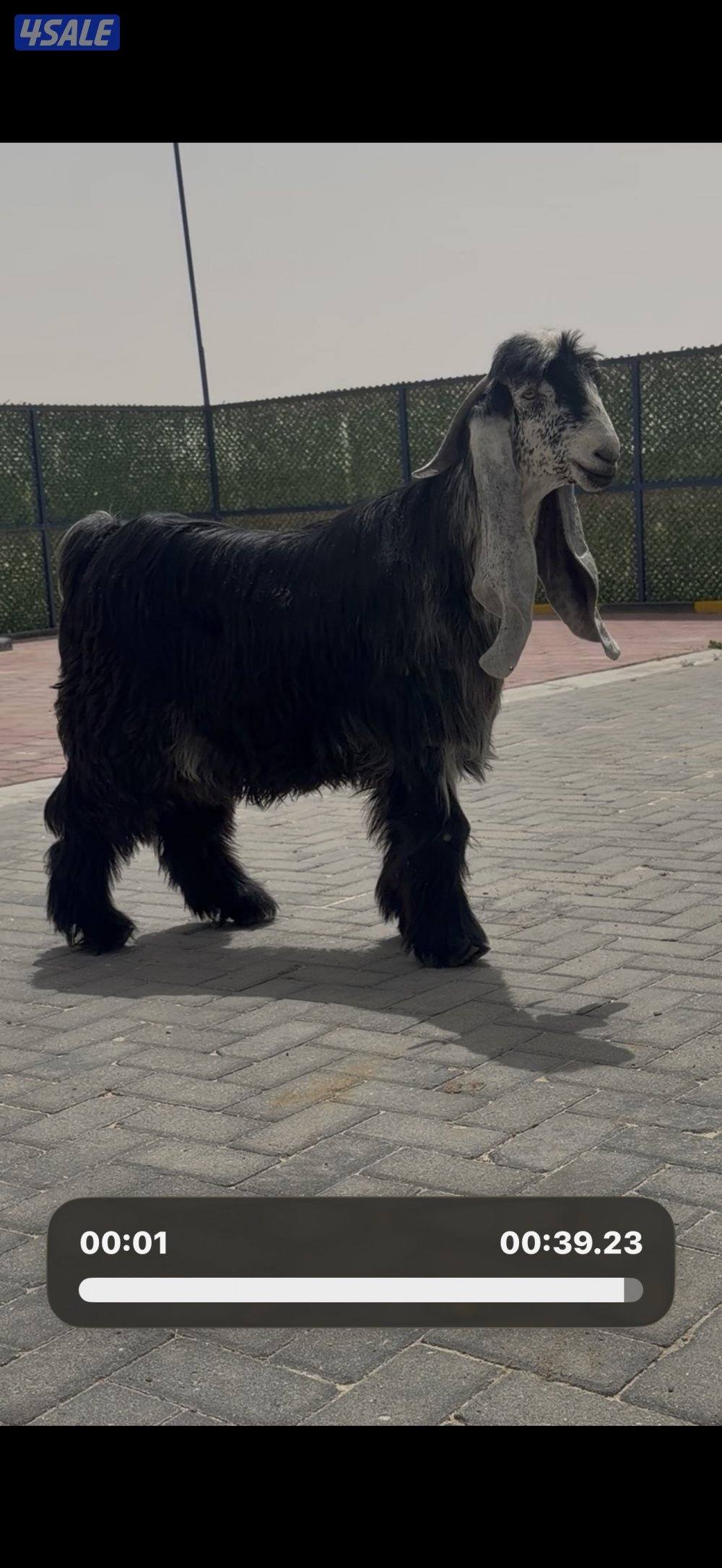 جذع عارضي اربش خصم الخصم8