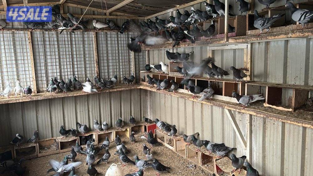 للبيع حمام3