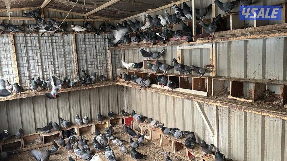للبيع حمام2