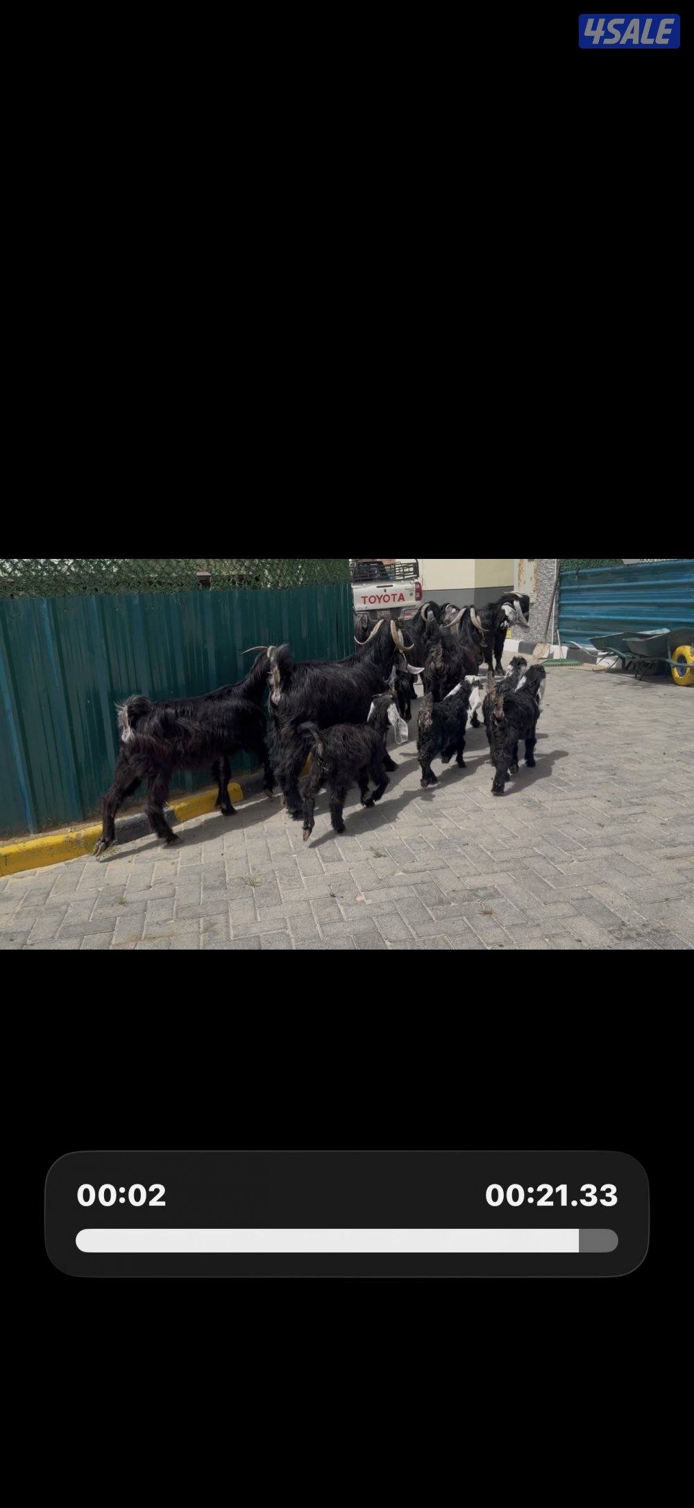 معزا ربش العداد 8 فيها 4 مطافيل تحتهم 7 فيها 3 متاويم واربع سونار0